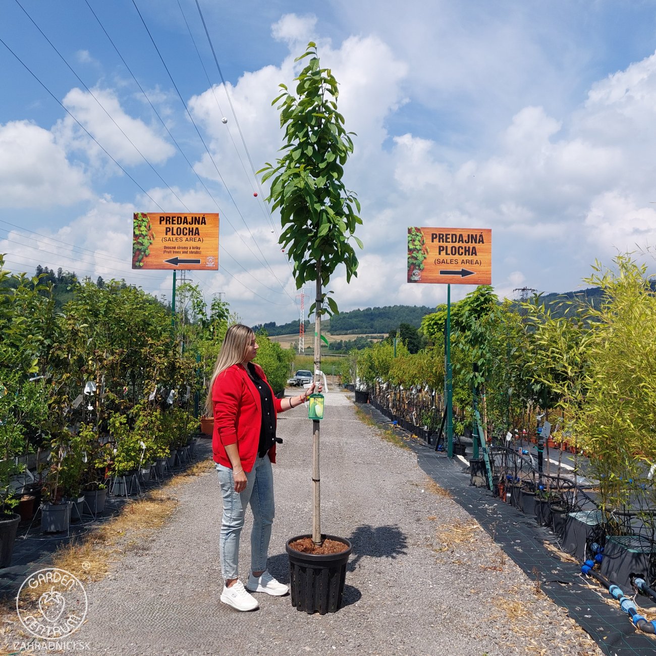 Obrázok Asimina trojlaločná - Banán severu PAW PAW (Asimina triloba) ´PRIMA 1216®´ - výška 270-290 cm, kont. C35L